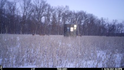 Rutted-Up-Elevated-Hunting-Ground-Blinds-Whitetail-Pictures-002