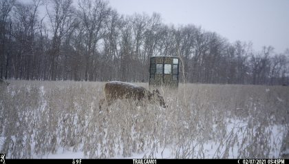Rutted-Up-Elevated-Hunting-Ground-Blinds-Whitetail-Pictures-004