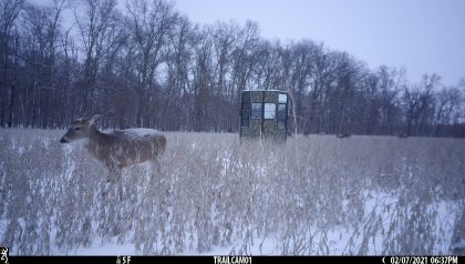 Rutted-Up-Elevated-Hunting-Ground-Blinds-Whitetail-Pictures-006